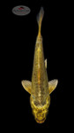 Goldeen Kiko 4-5 inches [G26-T15-12]