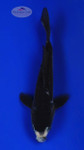 Doitsu Karasu 5-6 inches [G26-T20-3]