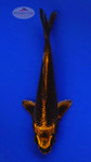 Golden Glow Matsuba 5-6 inches [G26-T20-4]
