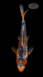 Shusui 5-6 inches [G26-T36-2]