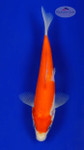 Kohaku 5-6 inches [G26-T36-3]