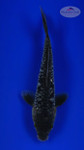 Doitsu Ochiba 5-6 inches [G26-T38-3]