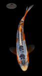 Shusui 5-6 inches [G26-T162-11]