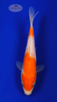 Kohaku 5-6 inches [G26-T164-9]