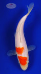 Kohaku 5-6 inches [G26-T164-10]