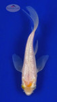 Koi 642 3-4 inches [PW-T11-642]