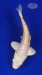 Koi 646 3-4 inches [PW-T11-646]