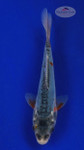 Koi 647 3-4 inches [PW-T11-647]
