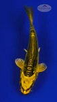 Koi 648 3-4 inches [PW-T11-648]