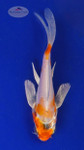 Koi 651 3-4 inches [PW-T11-651]