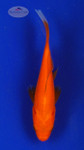 Goldfish 657 3-4 inches [PW-T11-657]