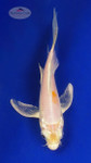Koi 659 3-4 inches [PW-T23-659]