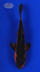 Koi 661 3-4 inches [PW-T23-661]