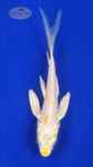 Koi 662 3-4 inches [PW-T23-662]
