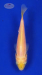Goldfish 665 3-4 inches [PW-T23-665]