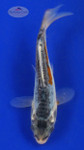 Koi 666 3-4 inches [PW-T23-666]