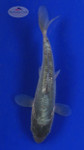 Koi 667 3-4 inches [PW-T23-667]