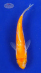 Koi 668 3-4 inches [PW-T23-668]
