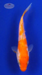 Koi 669 3-4 inches [PW-T23-669]