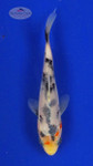 Koi 670 3-4 inches [PW-T23-670]