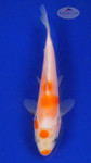Koi 672 3-4 inches [PW-T23-672]
