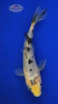 Koi 695 3-4 inches [PW-T24-695]