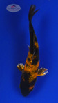 Koi 700 3-4 inches [PW-T24-700]