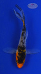 Koi 703 3-4 inches [PW-T24-703]