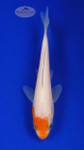 Koi 709 3-4 inches [PW-T24-709]