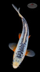 Sky Blue Shusui 7-8 inches [G26-T44-6]