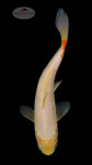 Chester 5-6 inches [G26-T45-7]