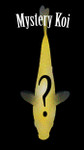 Amazing Mystery Koi Qty 1