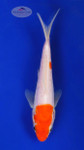 Doitsu Kohaku 5-6 inches [G26-T49-5]
