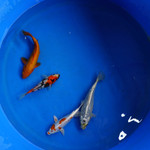 Super Koi Deal #6 Qty 4 [SKD6-7926] 6-10 inches