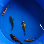 Super Koi Deal #18 Qty 5 [SKD18-7926-SH9] 6-8 inches