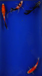 Super Goldfish Deal #10 [SKD10-71326-10] Qty 4 - 4-5inches