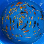 Super Koi Deal #21 [SKD21-71326-21] Qty 100 2-4 inches