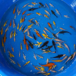 Super Koi Deal #21 [SKD21-71326-21] Qty 100 2-4 inches