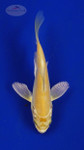 Koi 3-4 inches [PW-T26-714]