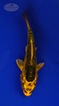 Koi 3-4 inches [PW-T26-715]