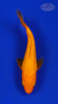 Koi 3-4 inches [PW-T26-719]