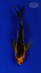 Koi 3-4 inches [PW-T26-722]