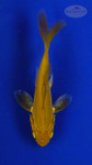 Koi 3-4 inches [PW-T26-724]
