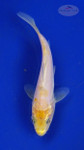 Koi 3-4 inches [PW-T26-725]