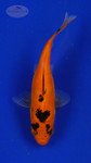 Goldfish 3-4 inches [PW-T26-727]
