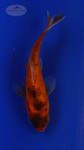 Goldfish 3-4 inches [PW-T26-730]
