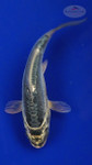 Koi 3-4 inches [PW-T26-733]