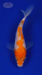 Koi 3-4 inches [PW-T27-736]