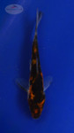 Koi 3-4 inches [PW-T27-742]