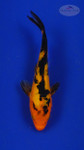 Koi 3-4 inches [PW-T27-746]